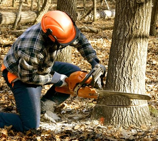 Tree Removal in Boyne City, MI